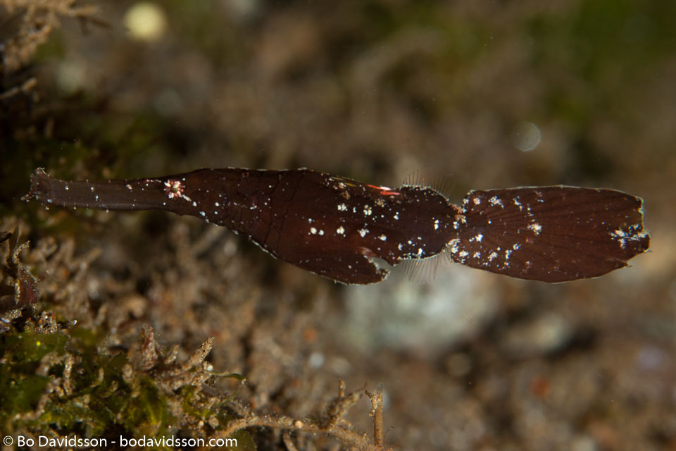 BD-140323-Dumaguete-3186-Solenostomus-cyanopterus.-Bleeker.-1854-[Ghost-pipefish].jpg